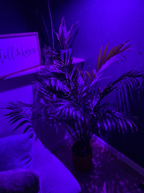 Header of aisharenae