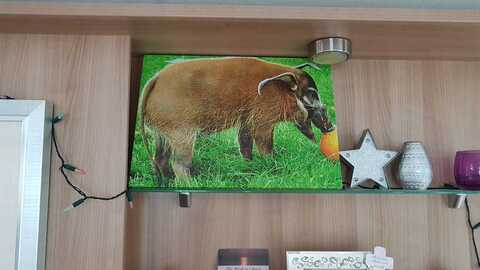 Header of andrewsquid