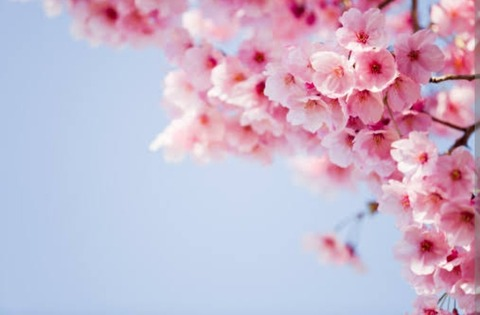 Header of angieboomangieb