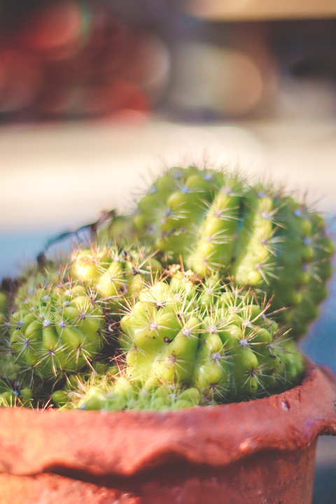 Header of armyyjfjrj