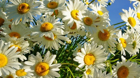 Header of ashleyserene10