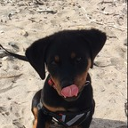 aurorarottweiler OnlyFans Leaks 

 profile picture