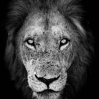 avianmeat004 (Avianmeat004) OnlyFans Leaks 

 profile picture