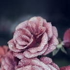 Onlyfans leaked baby_rose 

 profile picture