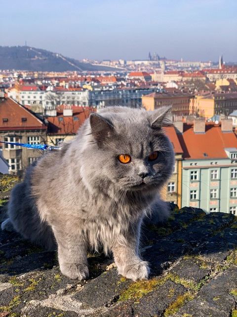 Header of bagelhermesbakaku