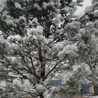 Download beardeddadbod77 OnlyFans videos and photos for free 

 profile picture