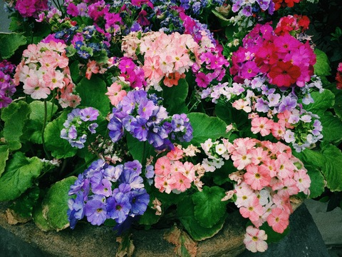 Header of bluedette