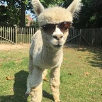 bootypalace (BootyPalace) free OnlyFans Leaked Videos and Pictures 

 profile picture