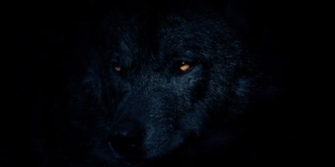 Header of buckthebullxxx