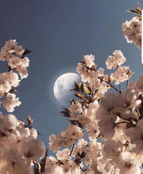 Header of caro21handa