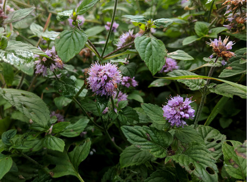 Header of cherrybabbyyyyyy