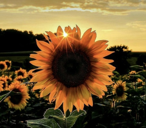 Header of cowtippindwarf