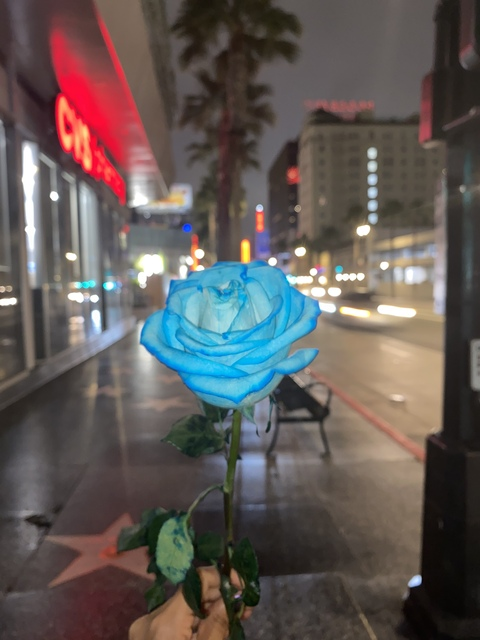 Header of curlygirlie