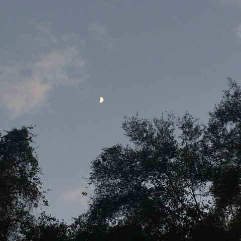 Header of cuti3pi3daisy