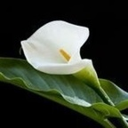 Cyprus (cyprus) Leaks OnlyFans 

 profile picture