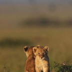 dbvsm (DESATIVADO) OnlyFans content 

 profile picture