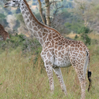 Onlyfans leaks dickedemdown 

 profile picture