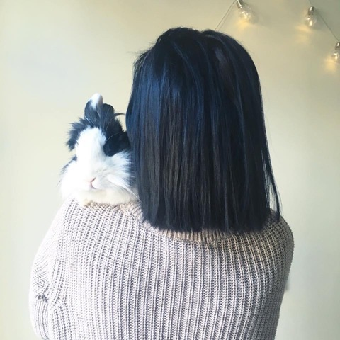 Header of dobby.bobby