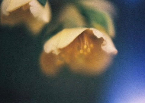 Header of elizabethalva