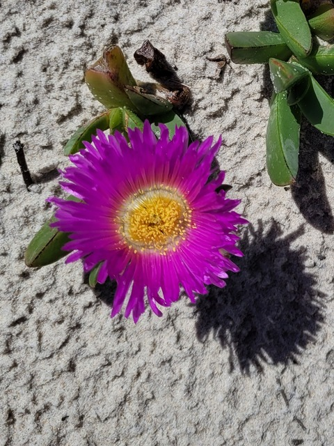 Header of emmadelight22