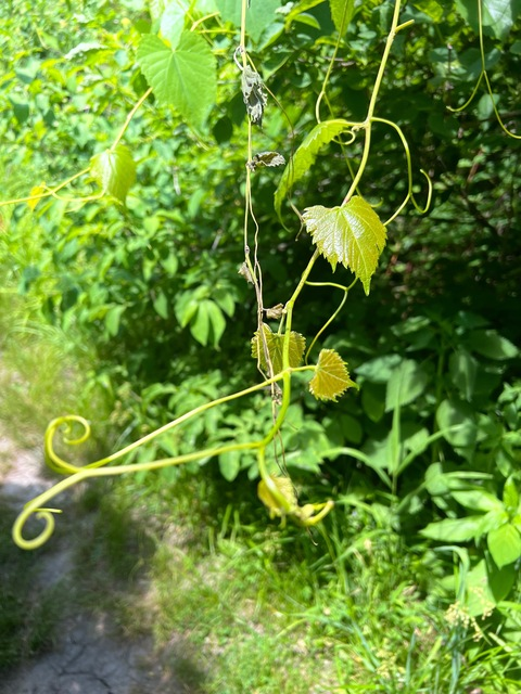 Header of enigmaonearth