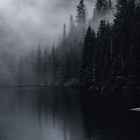 Header of evysalvaje