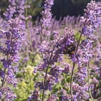 findingmyfeet (u268594649) OnlyFans Leaked Pictures and Videos 

 profile picture