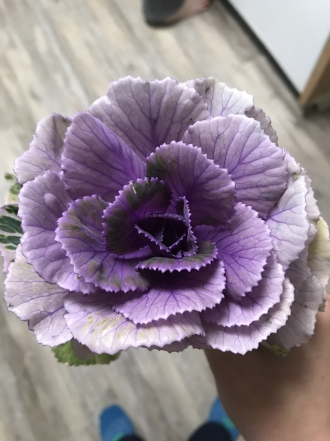 Header of fionaflashes