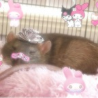 Onlyfans leaks g0blinprincess 

 profile picture