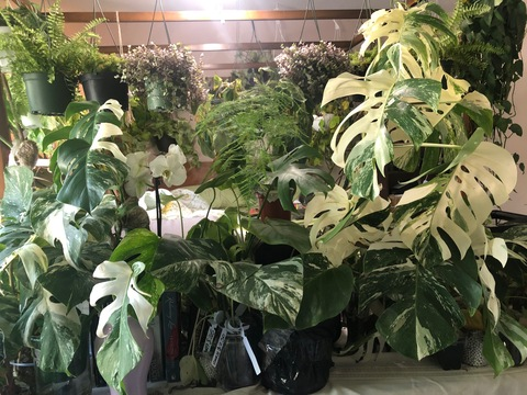 Header of ginger_ivy99