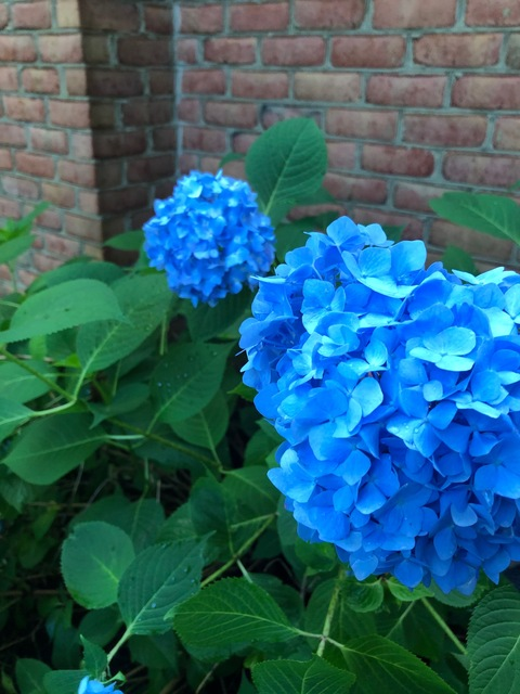 Header of goldengirl2016