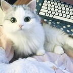 hanya_no_1 (HanYa) OnlyFans Leaked Videos and Pictures 

 profile picture