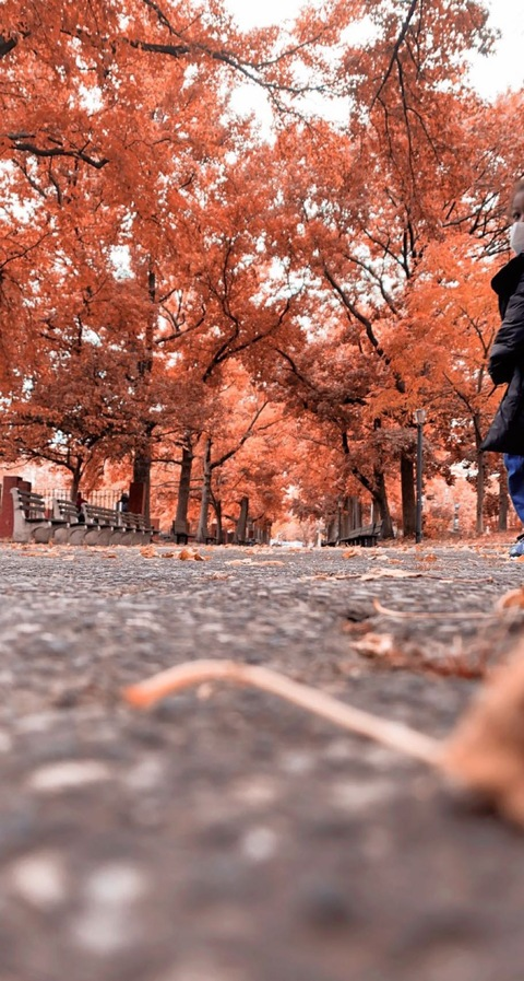 Header of highpriestsiah