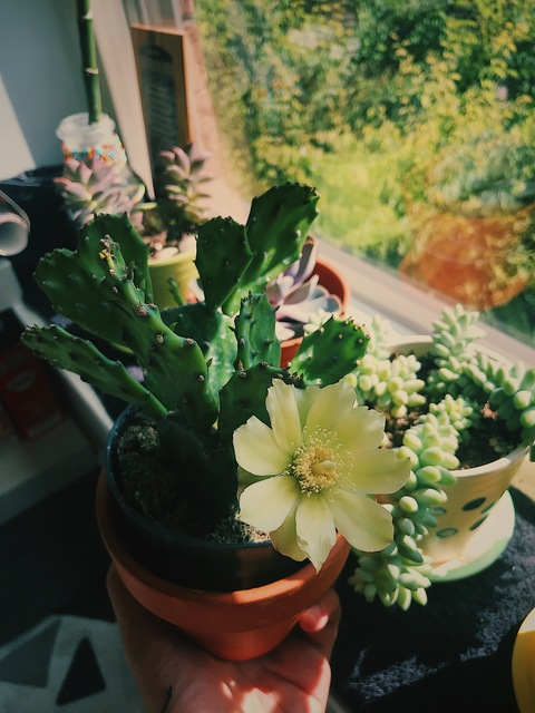 Header of honeybeepot