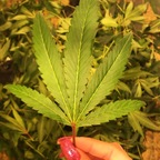 jazzzhandzzz OnlyFans Leak 

 profile picture