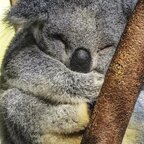 Download joemuma OnlyFans leaks for free 

 profile picture