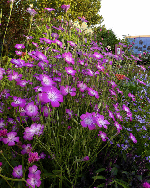 Header of katrinaxenia