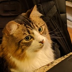 Download kiridomo OnlyFans leaks for free 

 profile picture