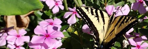 Header of ladyofthestars