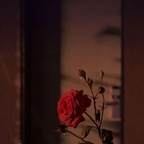 laemebe (Melissa) OnlyFans Leaked Pictures and Videos 

 profile picture