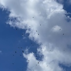 lalelili (1554832) free OnlyFans Leaked Content 

 profile picture