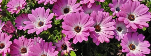 Header of lauraoficiall