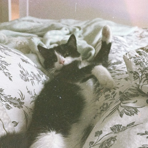 Header of lilhoneybeee