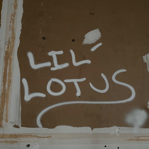 Header of lillotus