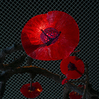 locusofeden (Locus of Eden) free OnlyFans Leaked Pictures and Videos 

 profile picture