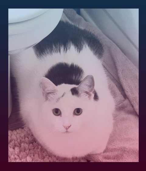 Header of lydsoftiktok