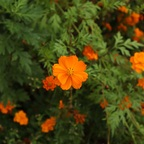 Download mishka_papi OnlyFans leaks for free 

 profile picture