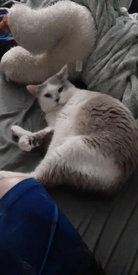 Header of miss.bitch