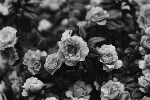 Header of missagenttease