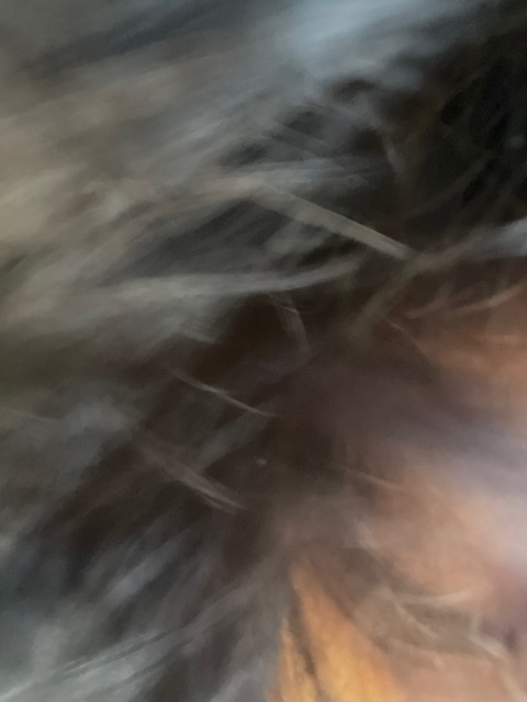 Header of moeshaaa26